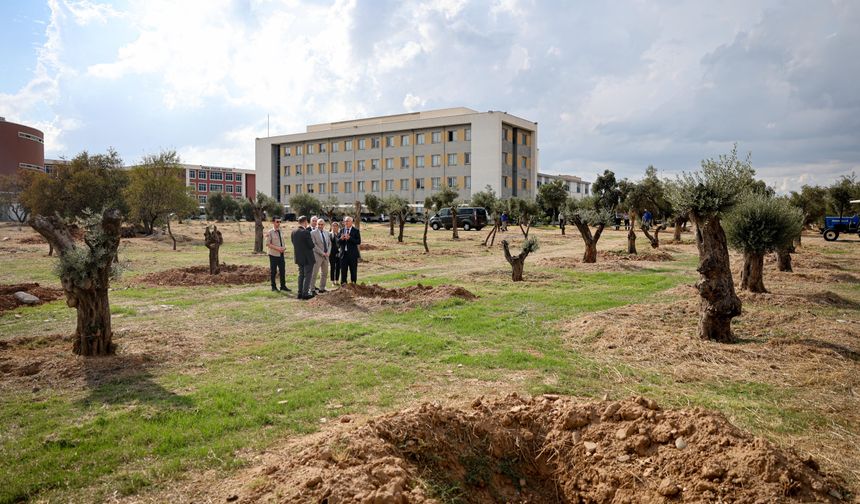 Nysa'nın tarihi zeytin ağaçları ADÜ kampüsüne hayat verecek