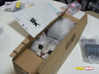 cat-in-a-box-big-400x300