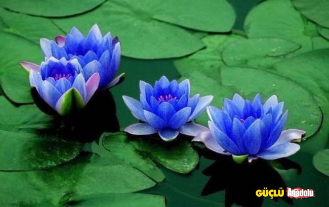 mavi-lotus-650x410