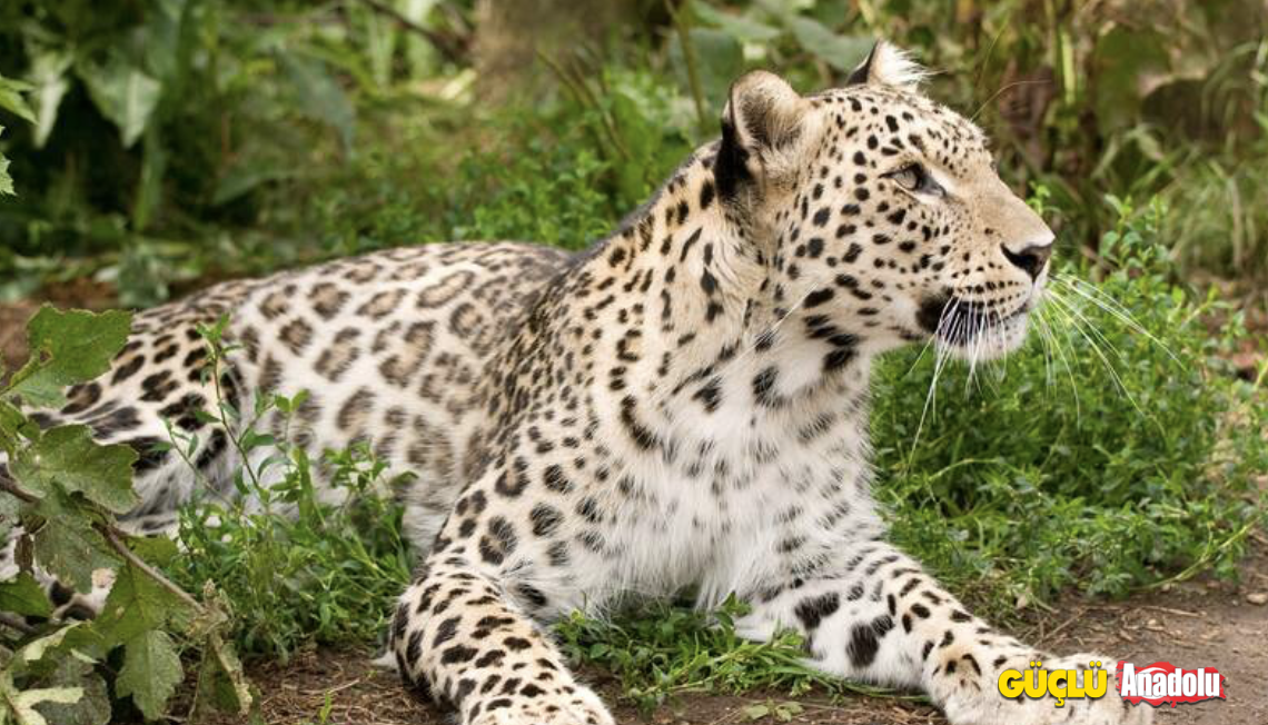 Ekran Resmi 2023-09-08 11.19.04