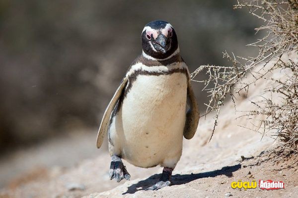 magellanic-penguin