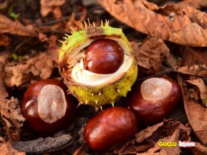 Cin Kestanesi Nedir Yenir Mi Zararlari Nelerdir