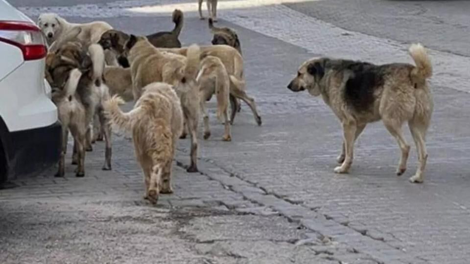 Köpek Aldırısı4