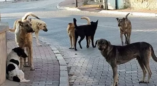 Sokak Köpekleri1
