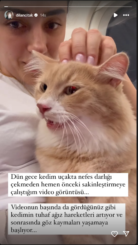 Dilan Çıtak Kedi 1