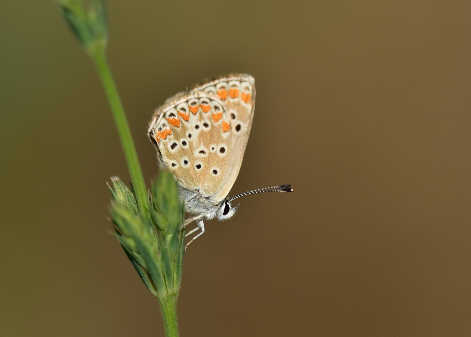 Van Gölü (3)