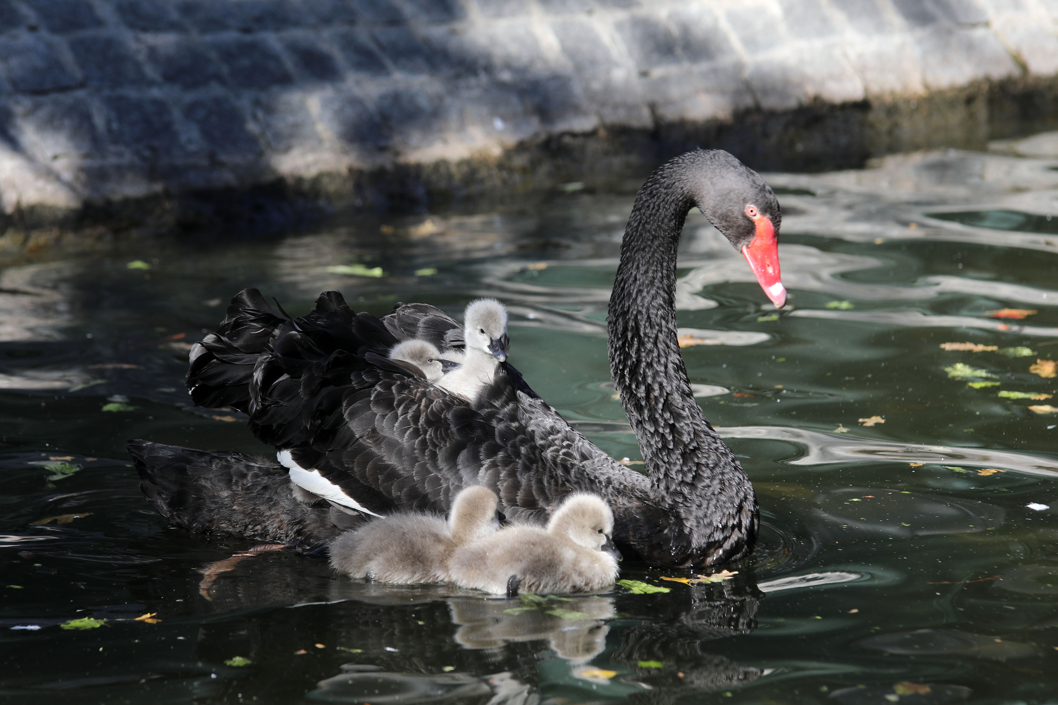 Bebek Kuğu Ankara (1)