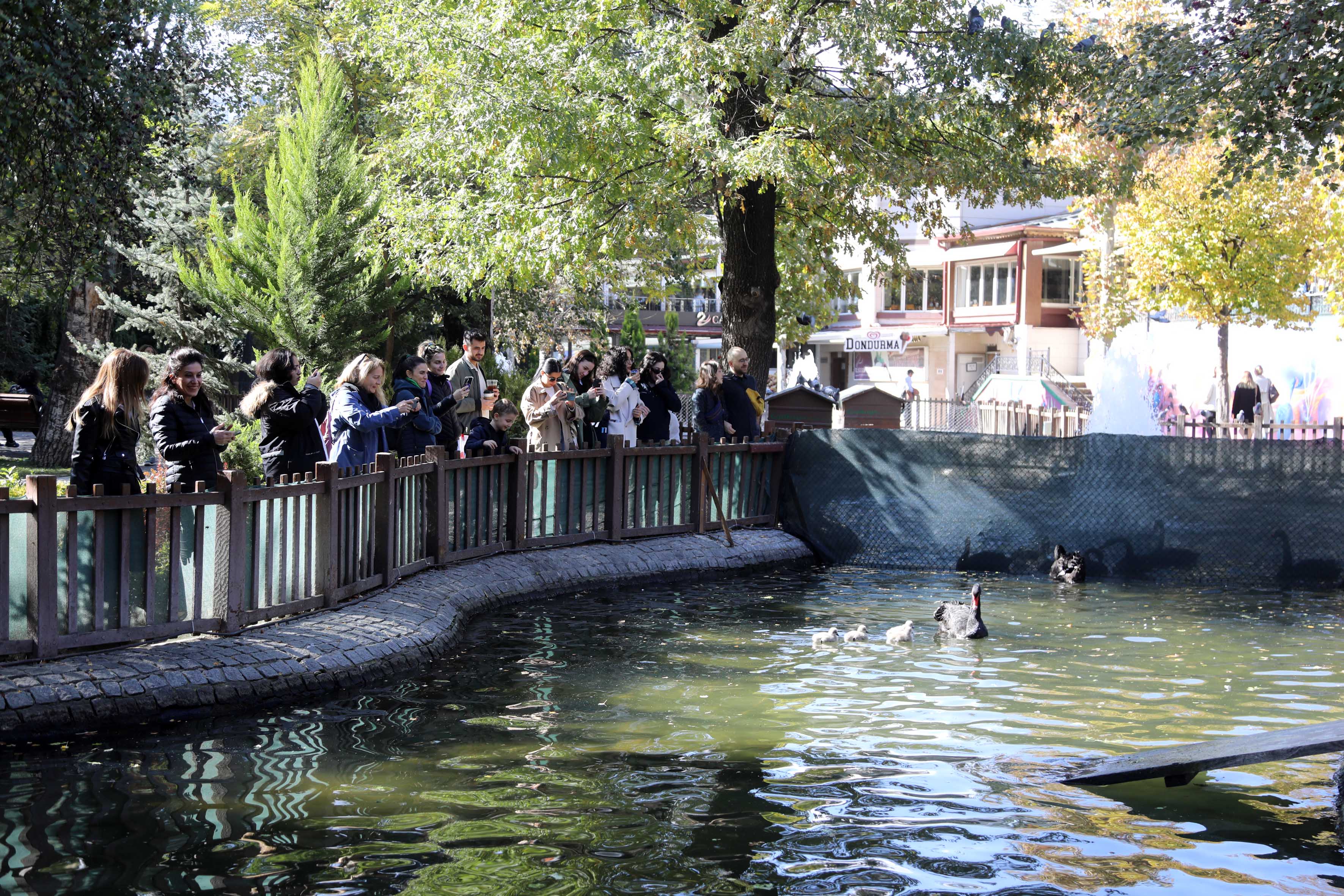 Bebek Kuğu Ankara (2)