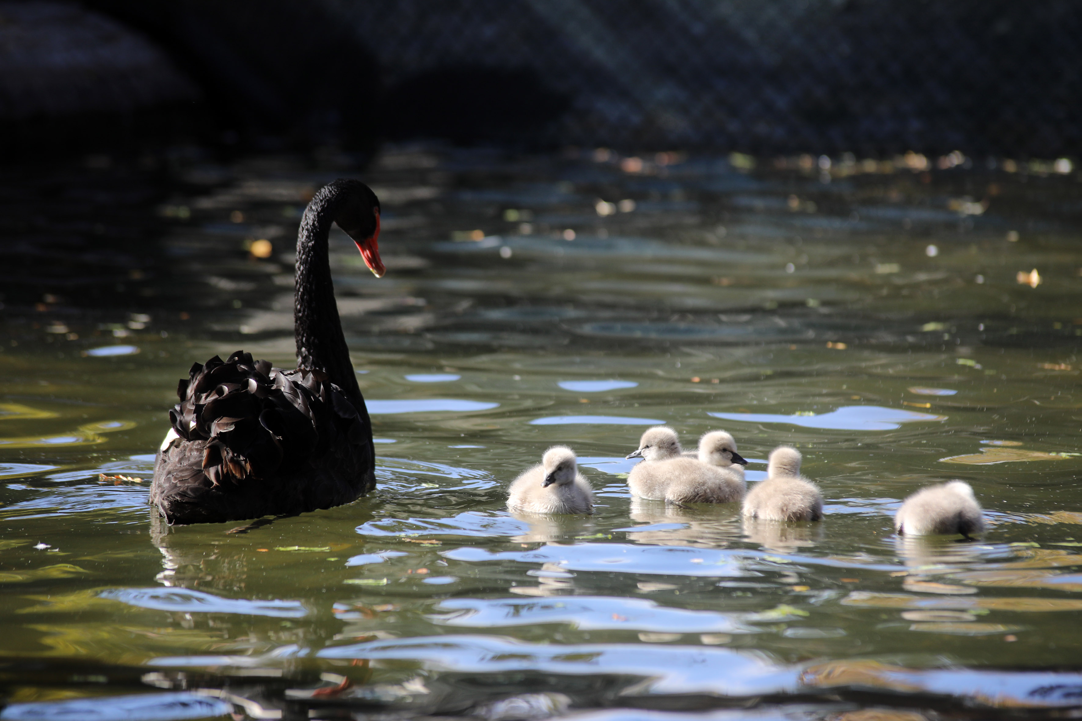 Bebek Kuğu Ankara (3)