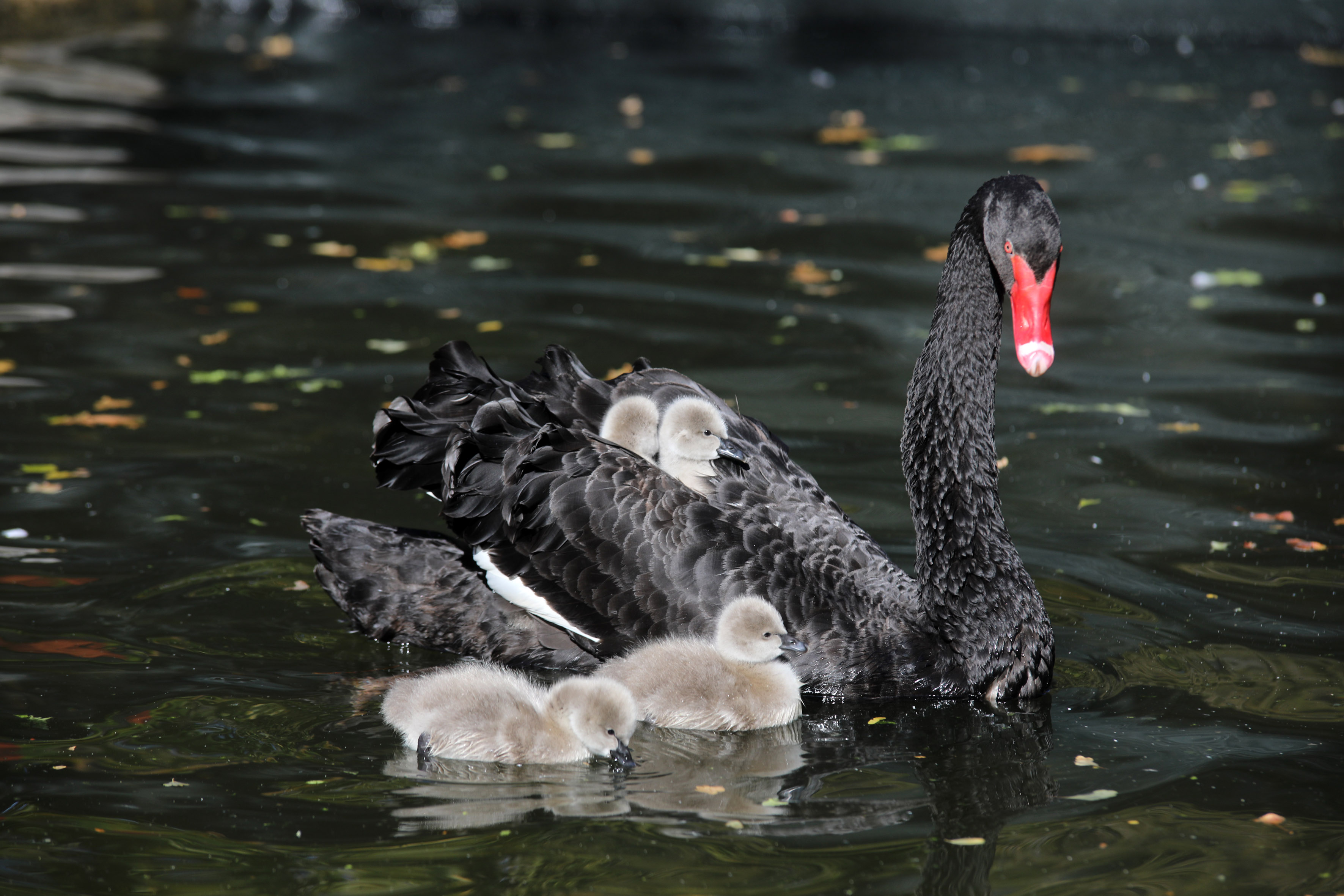 Bebek Kuğu Ankara (4)