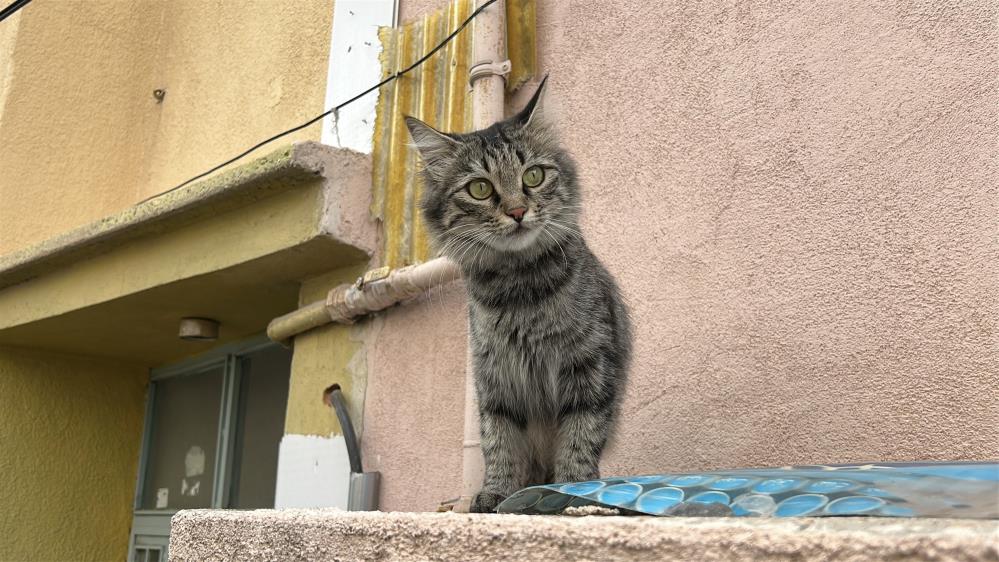 Sivas Kedi Kavgası