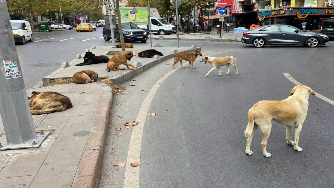 Başıboş Köpek1