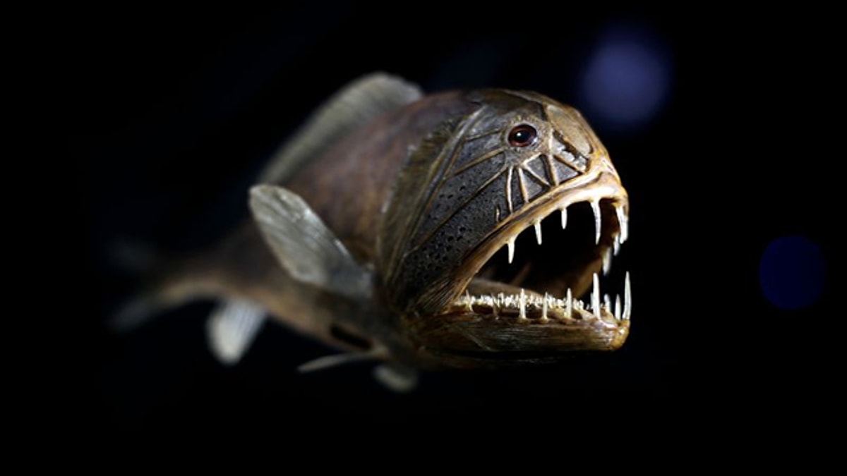 Fangtooth Balığı