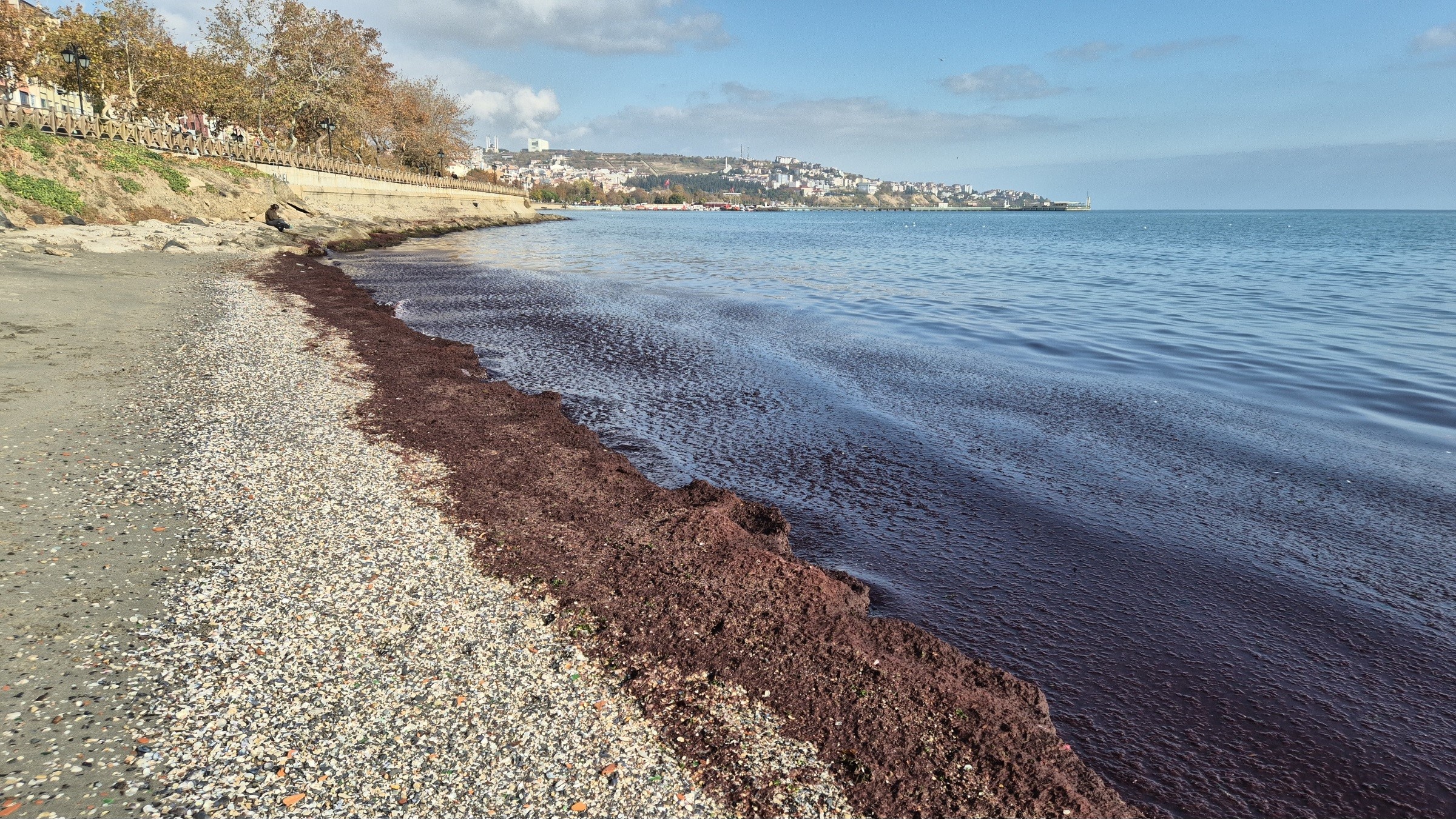 Kızıl Deniz (2)