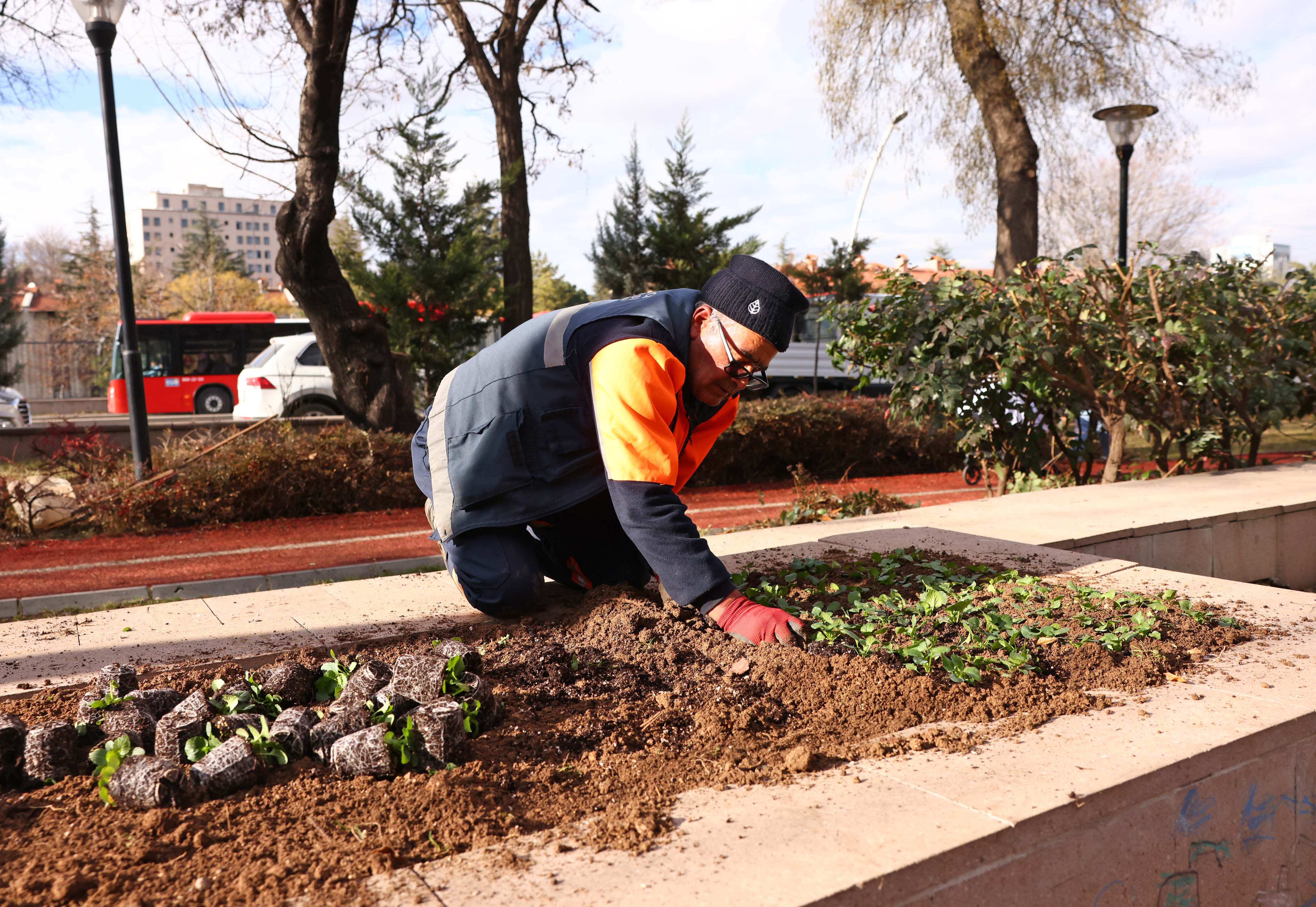 Çankaya Parkları İçin Kışlık Çiçekler (1)