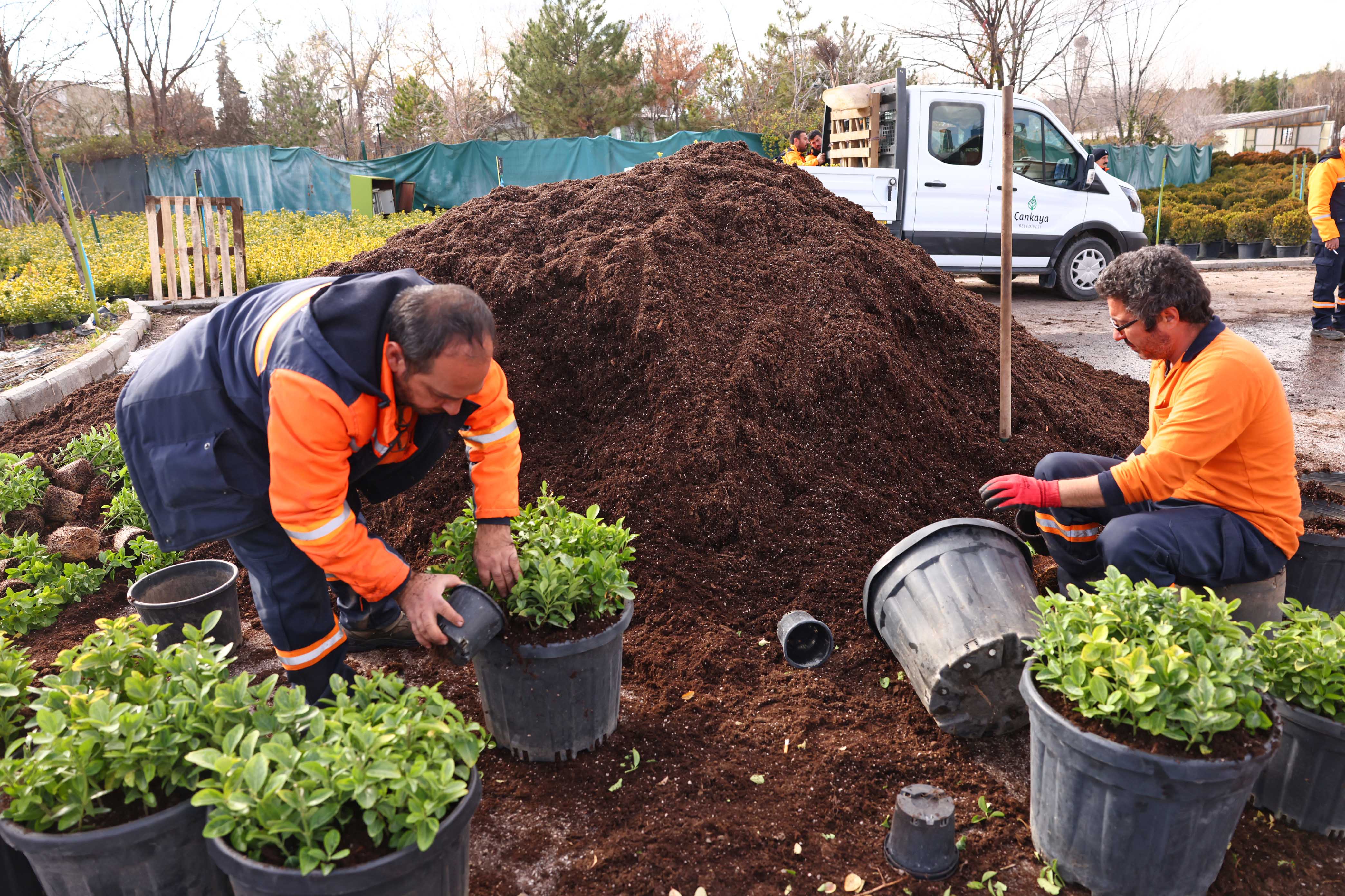 Çankaya Parkları İçin Kışlık Çiçekler (4)