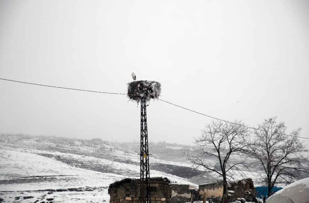 bitlis22leylek