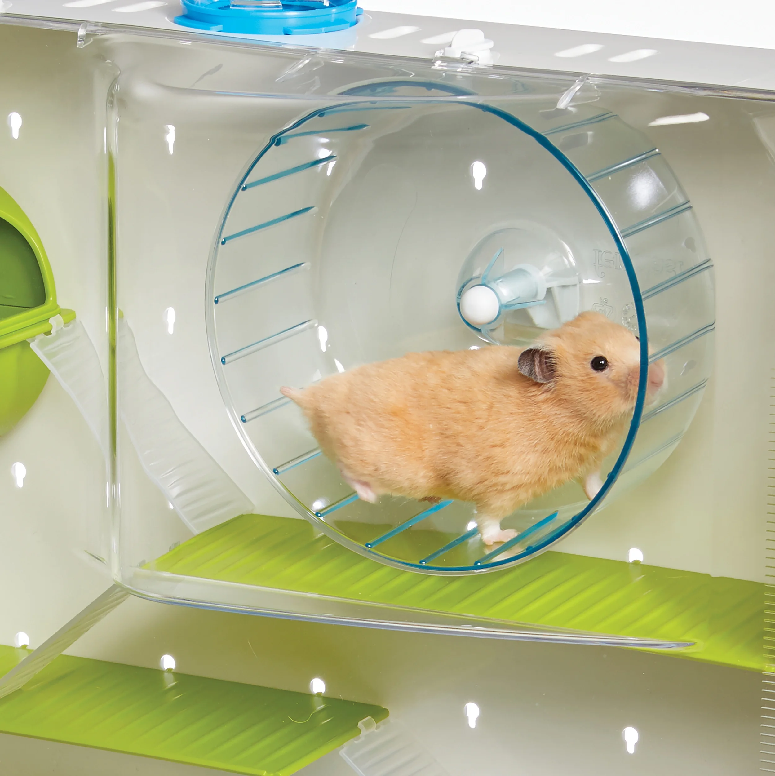Evde Hamster (1)