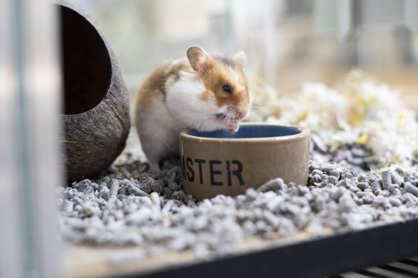 Evde Hamster (4)