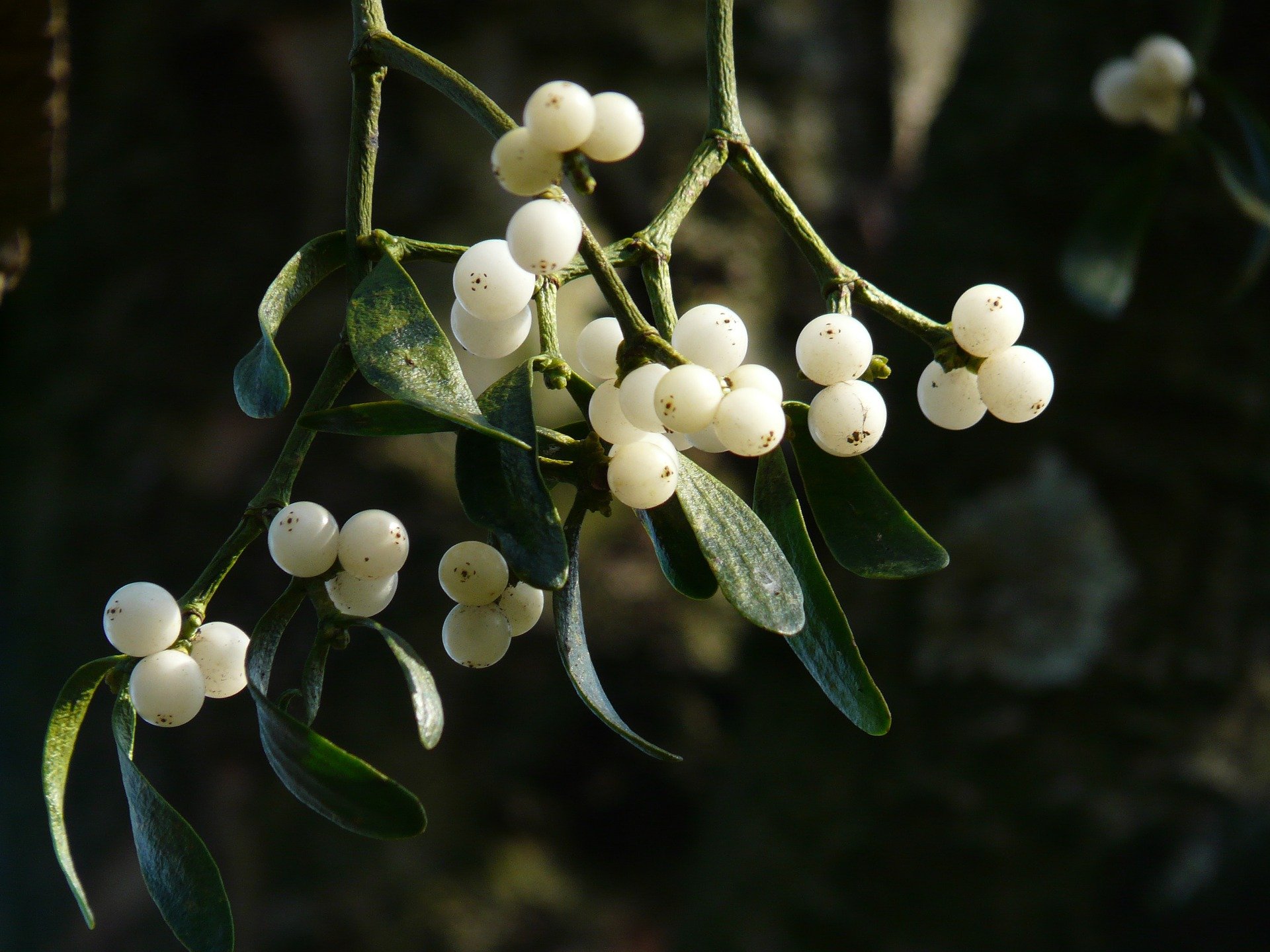 Mistletoe Berries 16393 1920