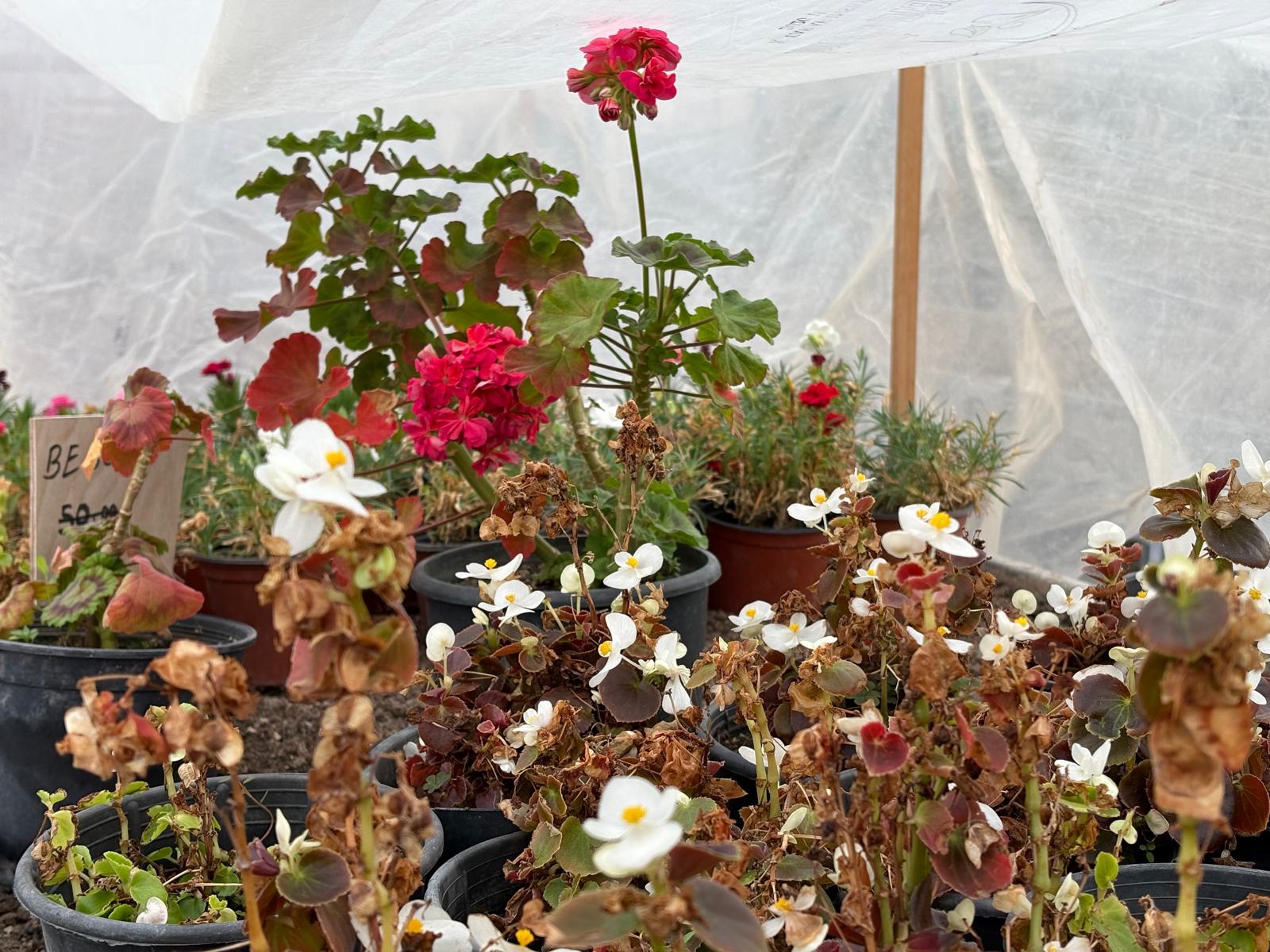 Sincan Fideyle Yeşilleniyor (3)