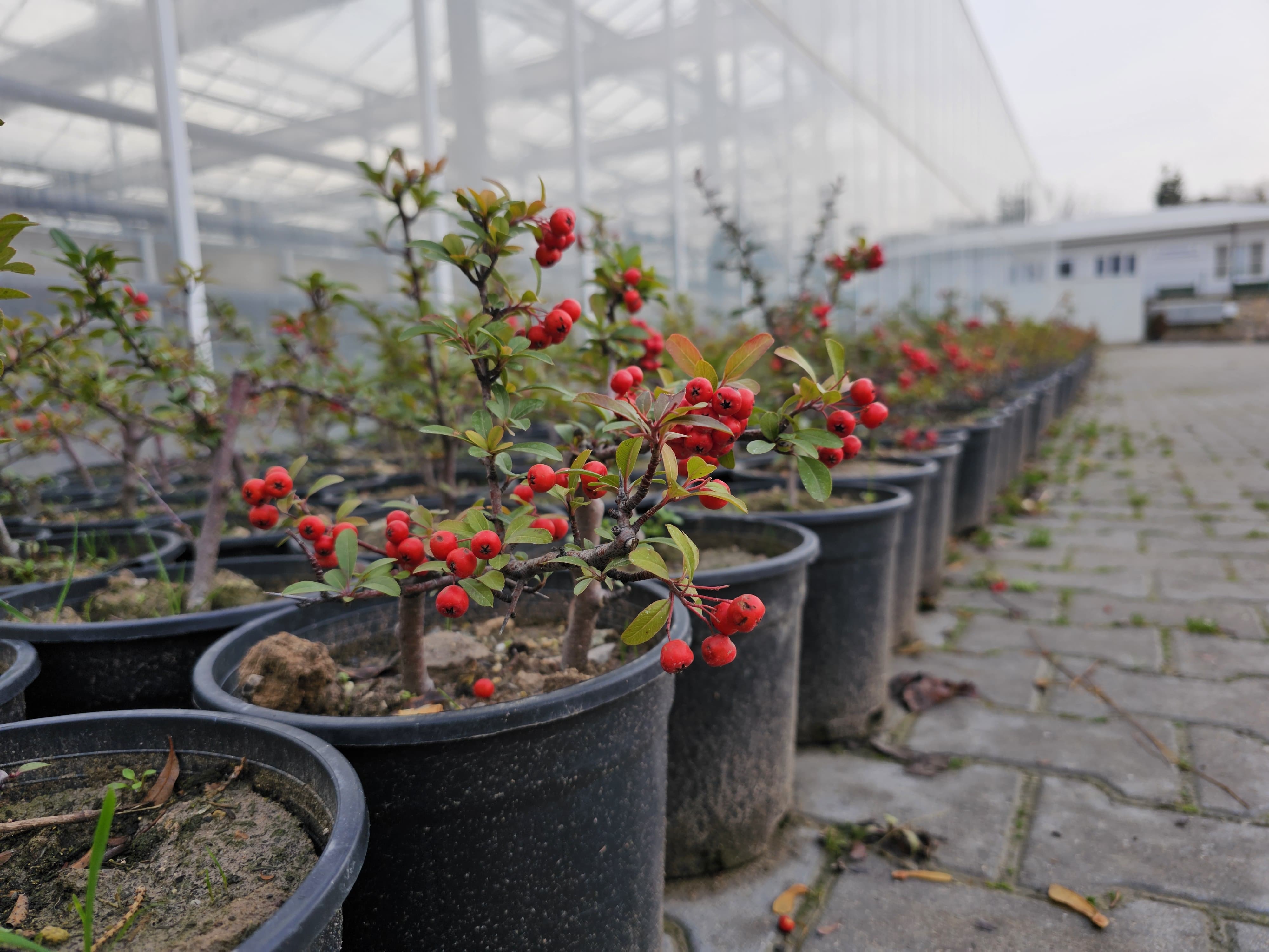 Sincan Fideyle Yeşilleniyor (5)