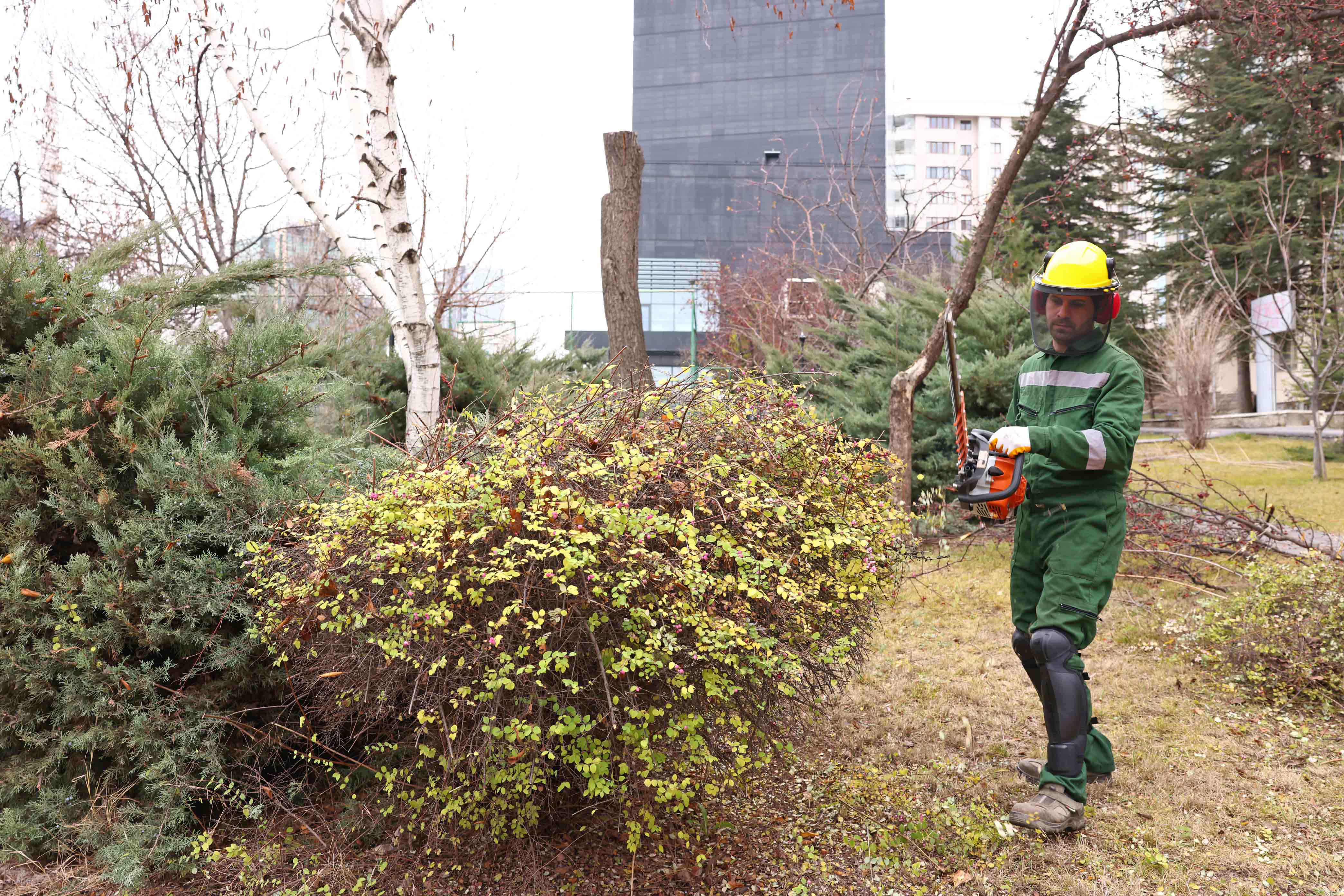 2024 12 30 Park Bahçeler Yüzüncü Yıl Arif Çakır Parkı Ağaç Budama (1)