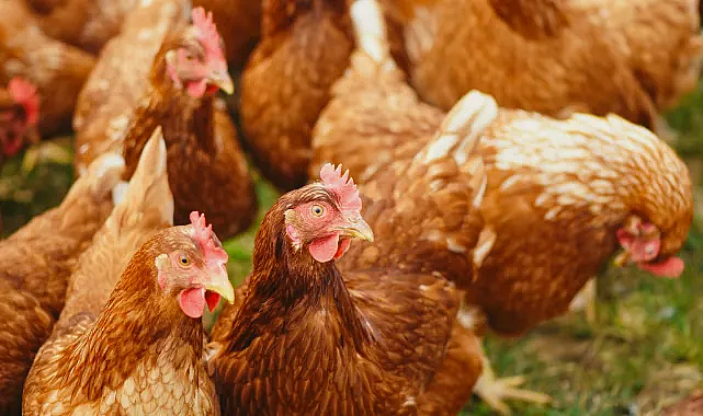 Kümes Hayvancılığı