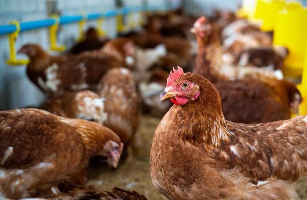 Kümes Hayvancılığı2