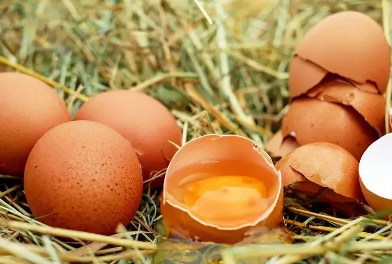 S A L M O N E L L A6