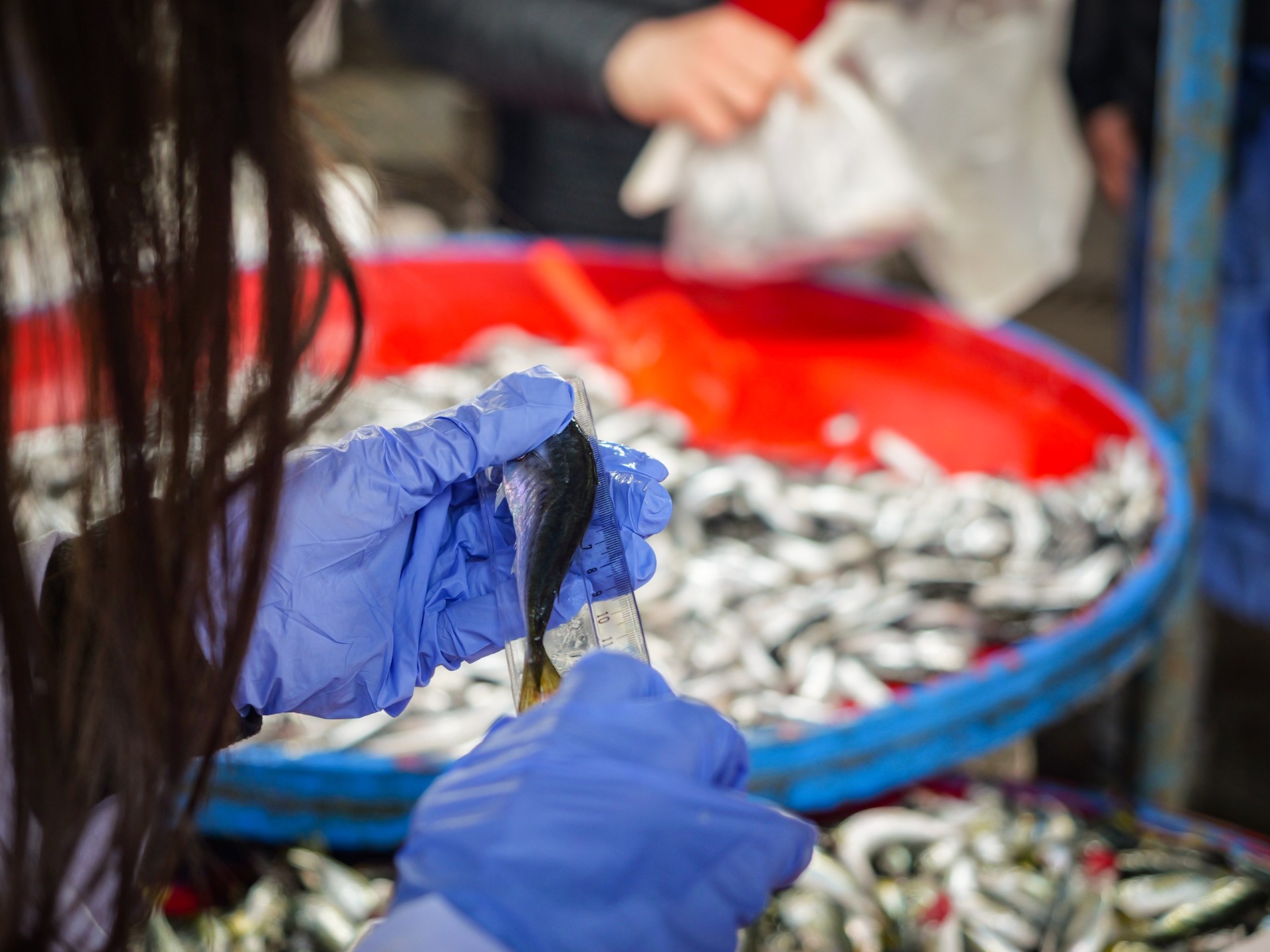 Balik Hali̇ Deneti̇m (10)