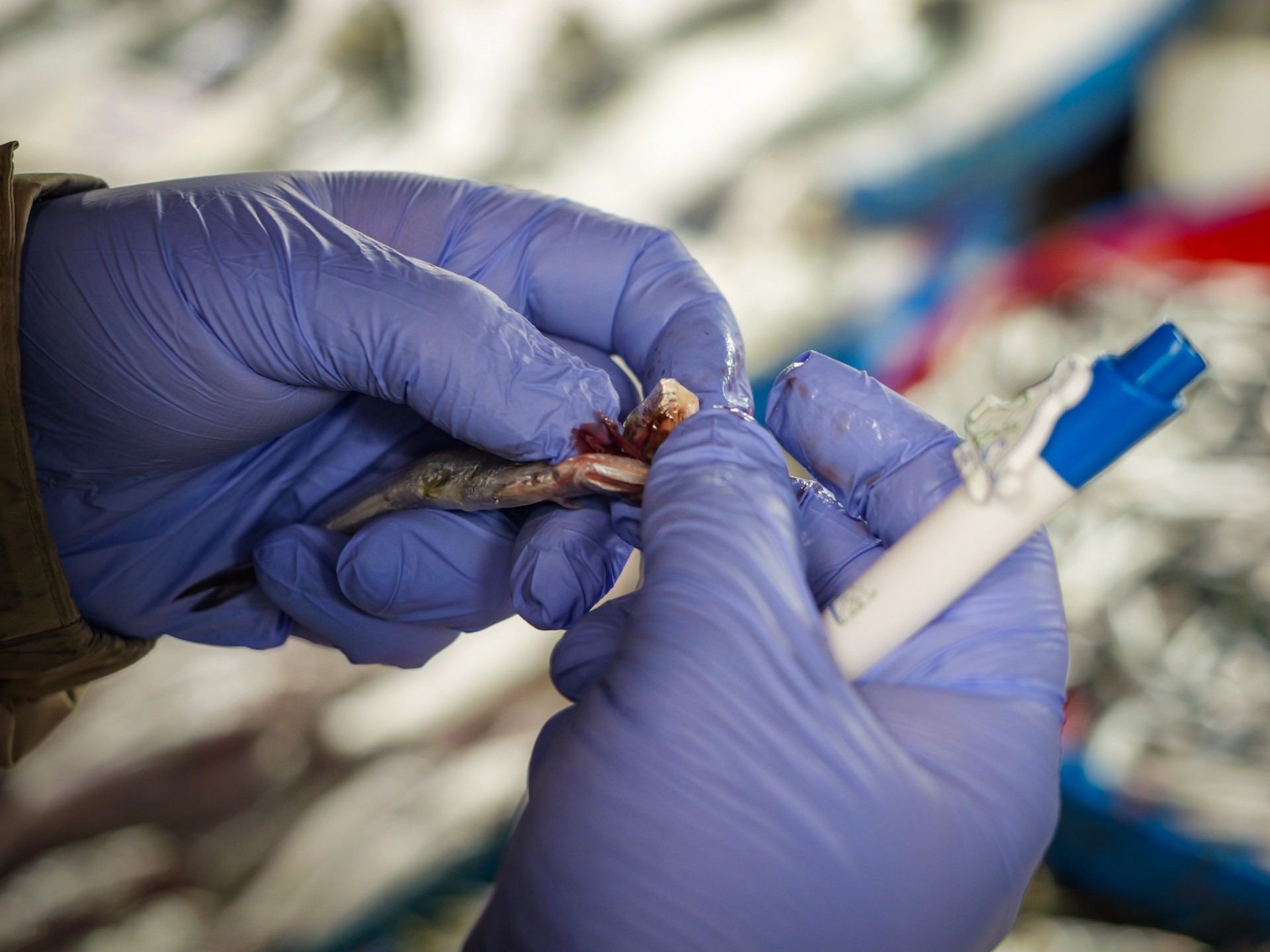 Balik Hali̇ Deneti̇m (11)