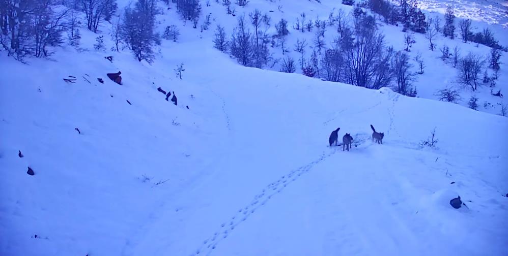 Elazığ Kurt 1