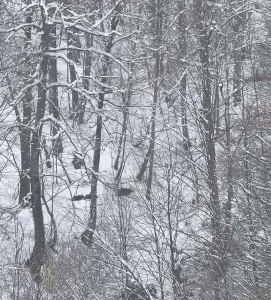 Kış Uykusuna Yatmayan Ayılar Off Road Yapanları Şaşırttı 2