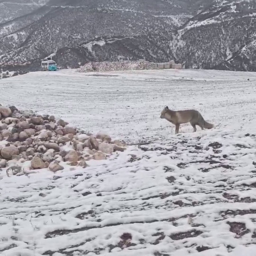 Yozgat’ta Doğasever, Tilki Ve Karacaları Besledi 3