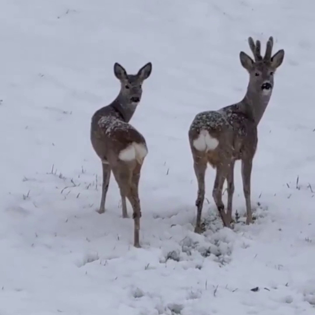Yozgat’ta Doğasever, Tilki Ve Karacaları Besledi