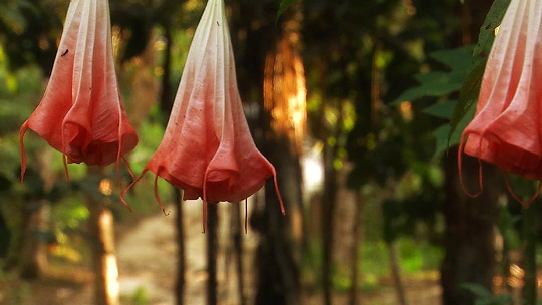 Ayahuasca Bitkisi