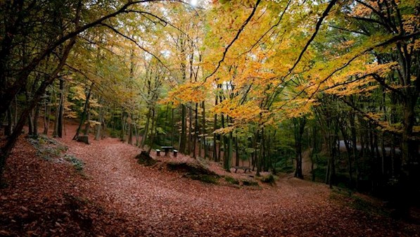 Belgrad Ormanı (1)-2