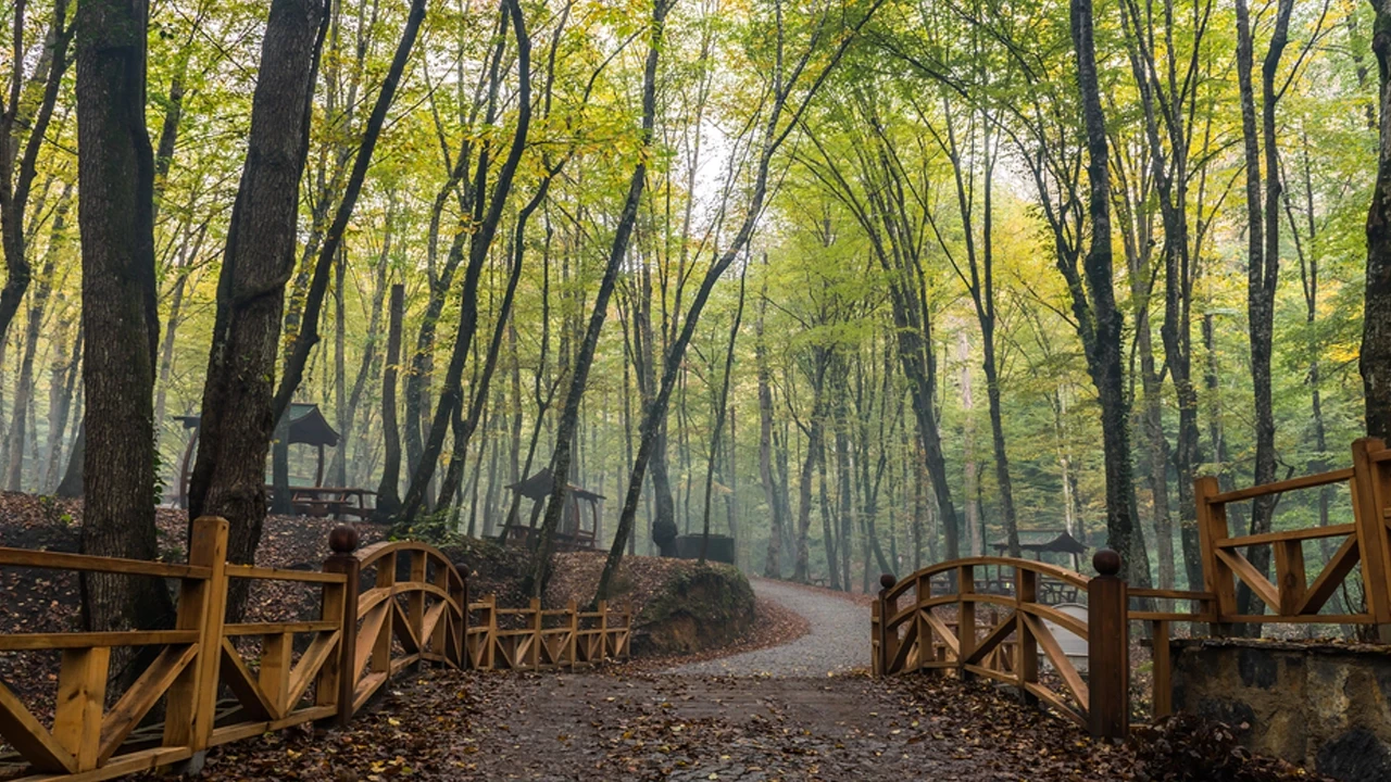 Belgrad Ormanı (1)-3