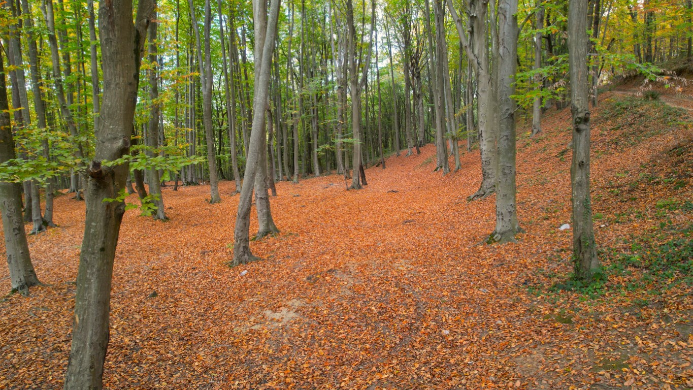 Belgrad Ormanı (2)-1