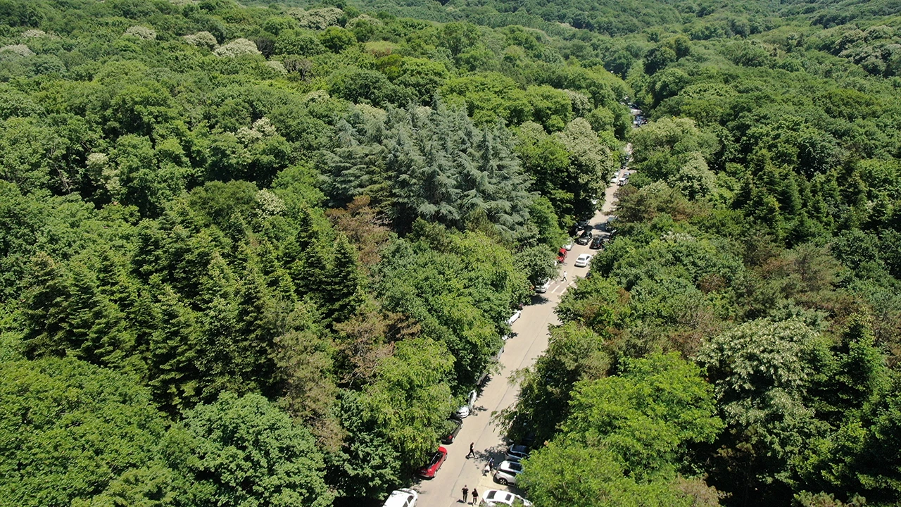 Belgrad Ormanı (2)-2