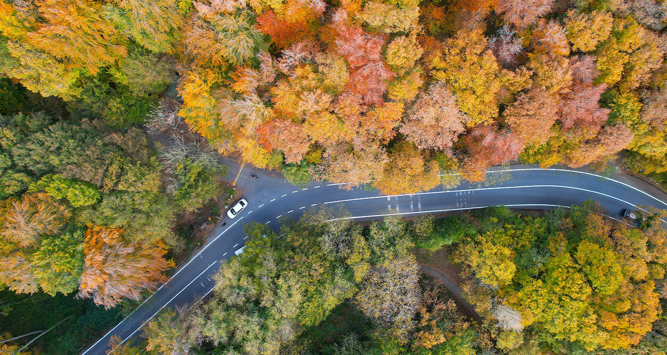 Belgrad Ormanı (4)