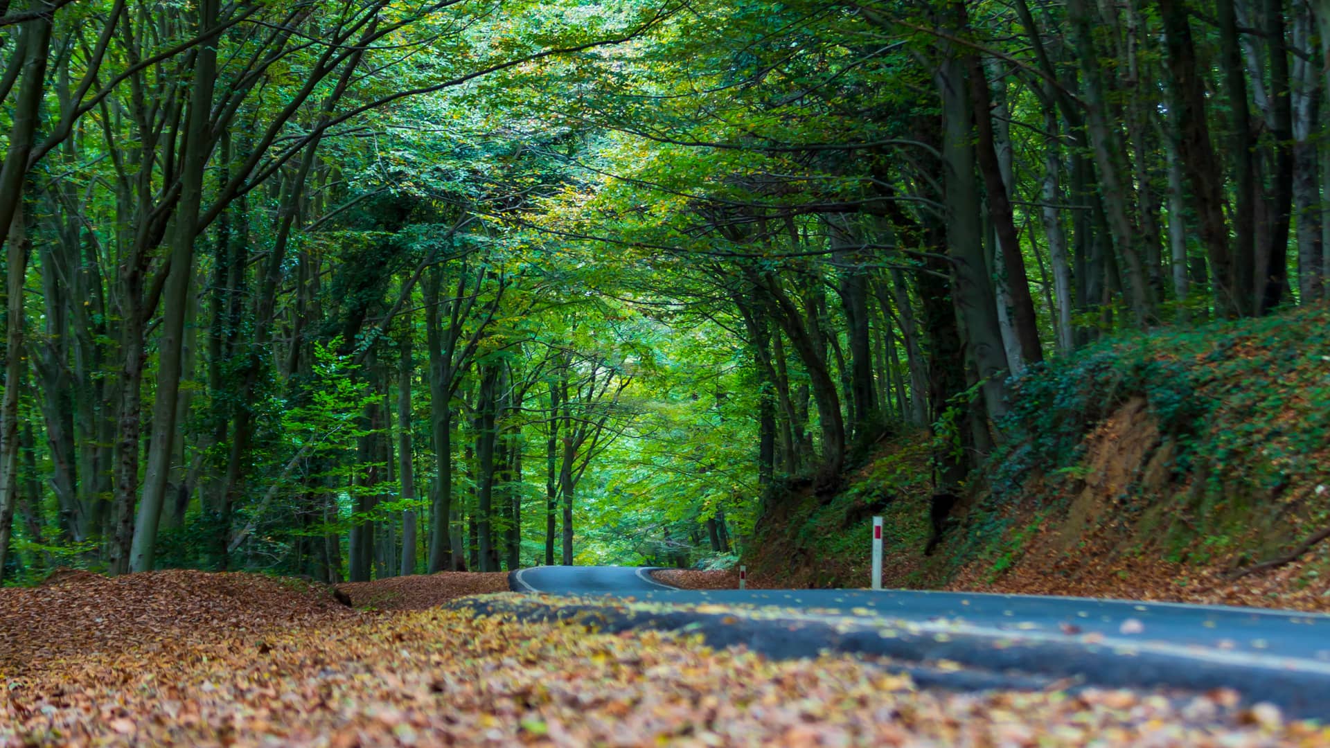 Belgrad Ormanı (6)