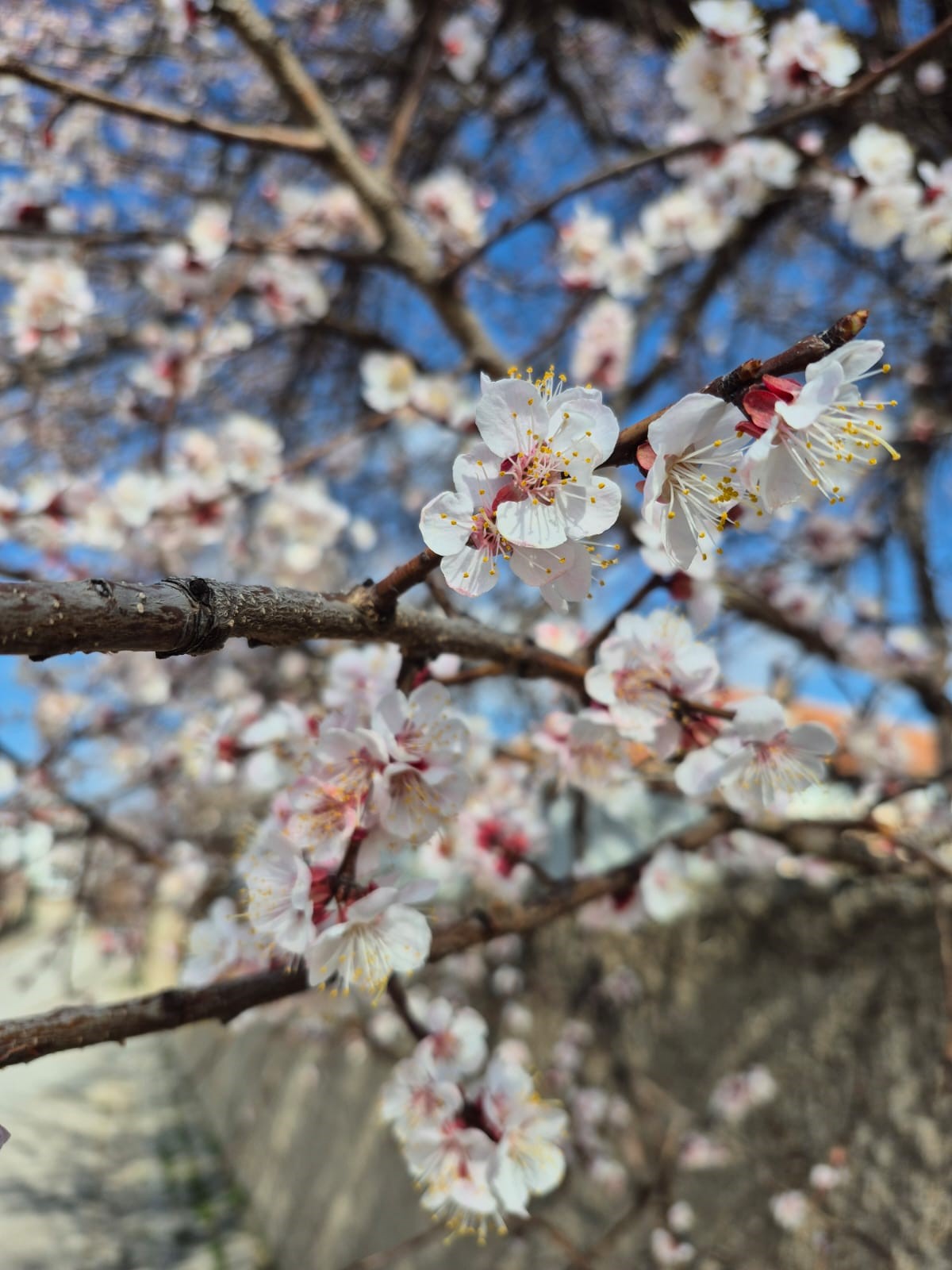 Kayısı Çiçek (1)