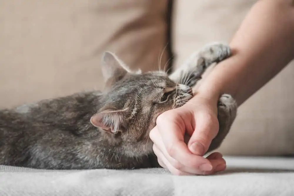 Kedi Tırmalaması3
