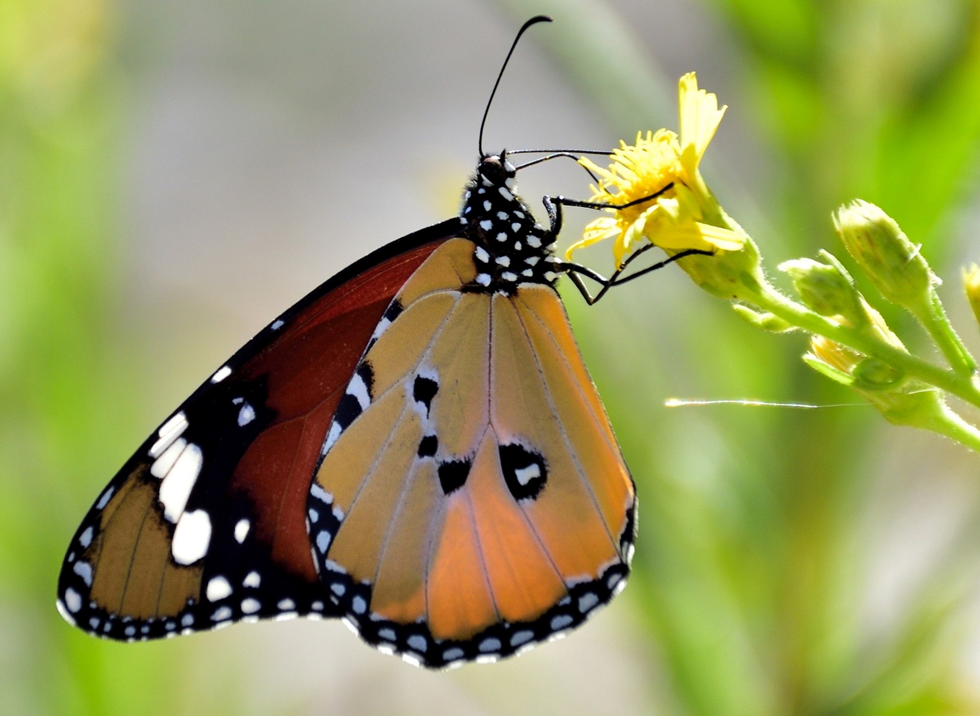 Mutlu Kelebekler Festivali (2)