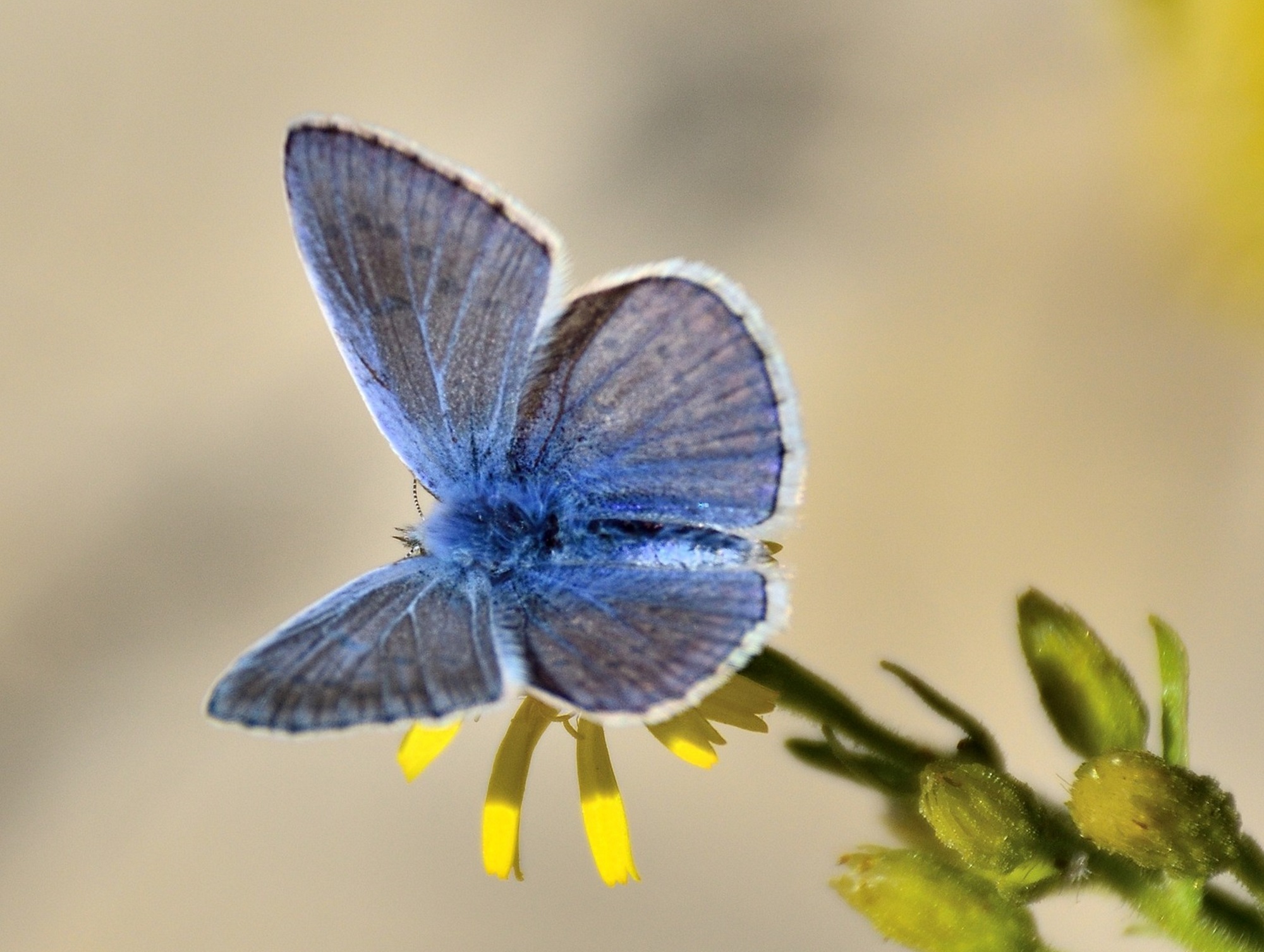 Mutlu Kelebekler Festivali (3)