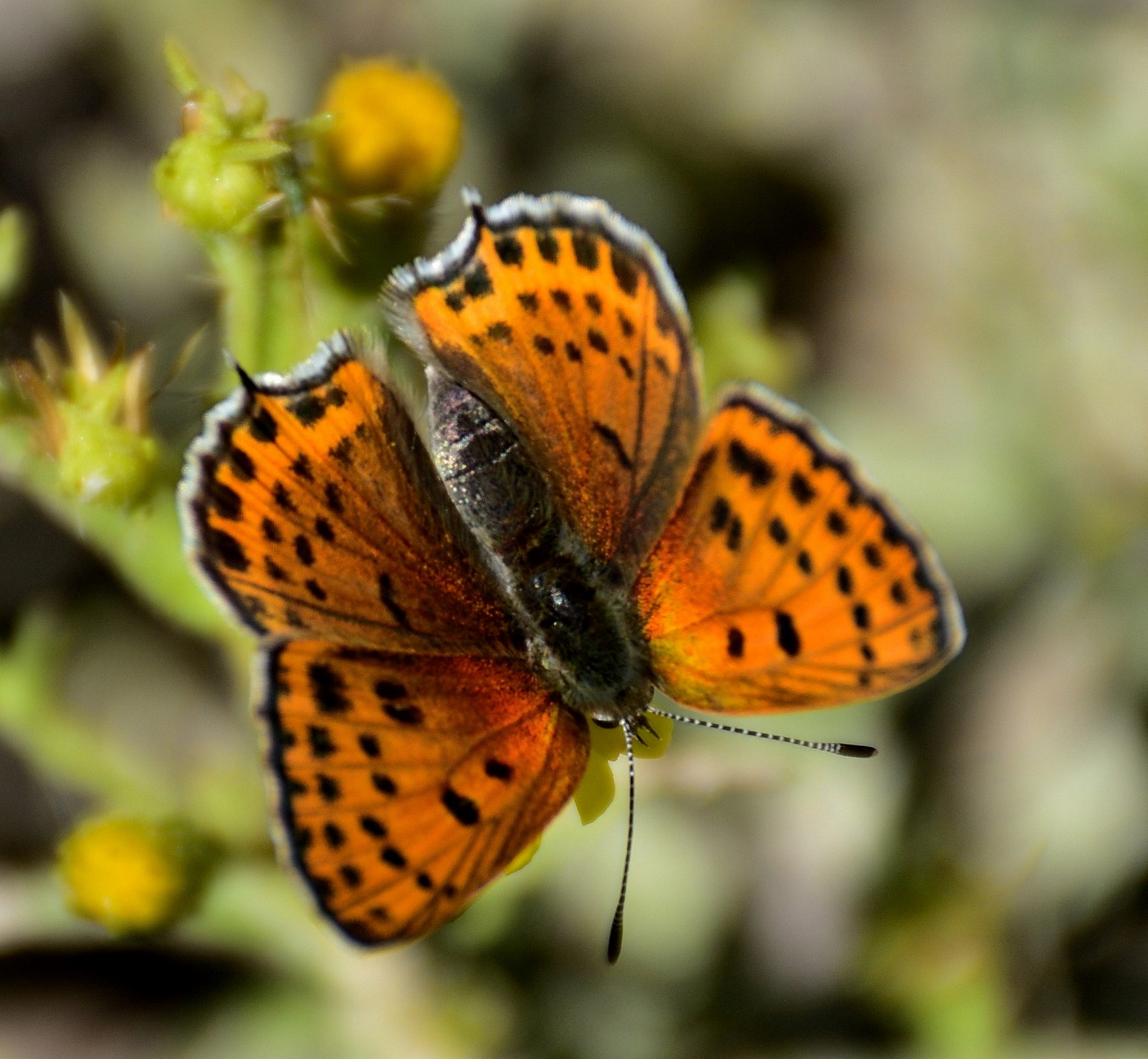 Mutlu Kelebekler Festivali (4)