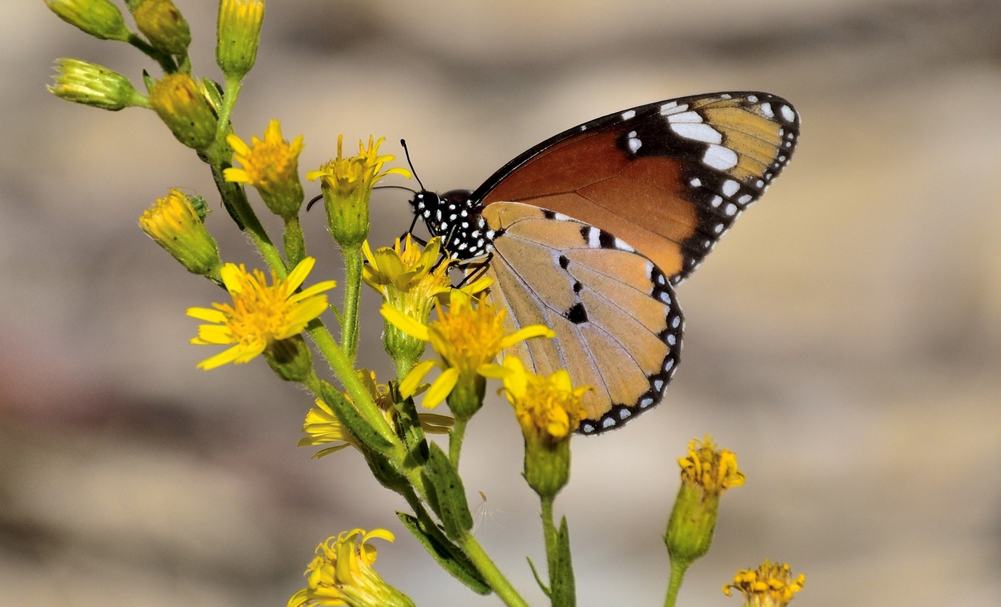 Mutlu Kelebekler Festivali (5)