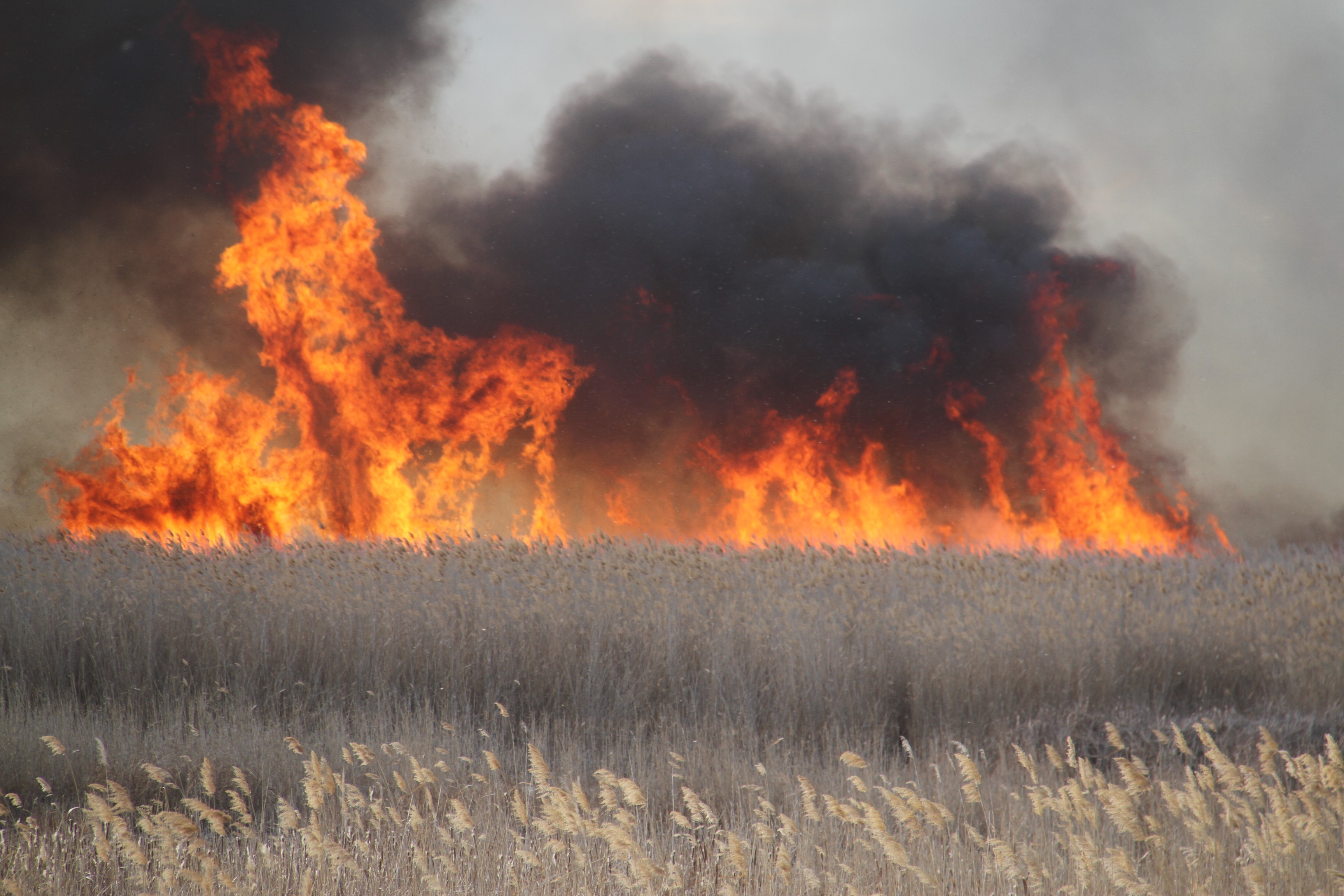 Sazlık Yangını (1)
